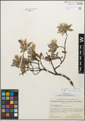 Foto von Salix glauca subsp. callicarpaea (Trautv.) Böcher